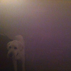 Dog in the Fog